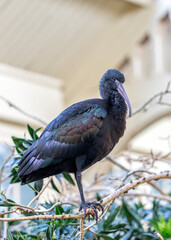 Puna Ibis (Plegadis ridgwayi) in Peru