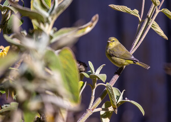 Orange-crowned Warbler (Oreothlypis celata) in the USA
