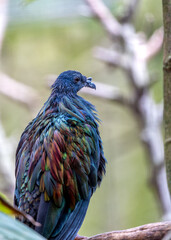 Nicobar Pigeon (Caloenas nicobarica) in the Nicobar Islands