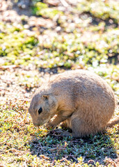 Black-tailed Prairie Dog (Cynomys ludovicianus) in the USA