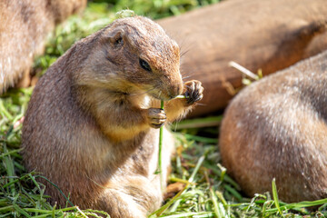 Black-tailed Prairie Dog (Cynomys ludovicianus) in the USA