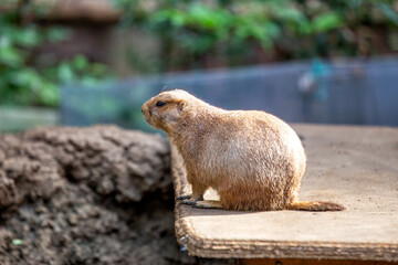 Black-tailed Prairie Dog (Cynomys ludovicianus) in the USA