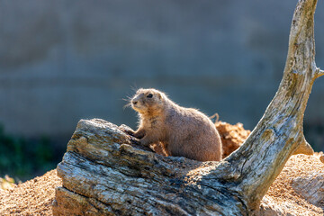 Black-tailed Prairie Dog (Cynomys ludovicianus) in the USA