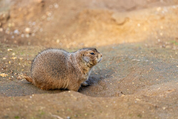 Black-tailed Prairie Dog (Cynomys ludovicianus) in the USA