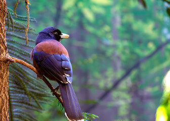 Purple Jay (Cyanocorax cyanomelas) in Mexico