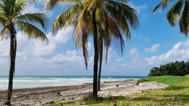 Beautiful Cuban beach in Varadero, Cuba. Ocean waves through the branches of a palm tree. A sprawling palm tree on the ocean shore. Turquoise waves on a sandy beach with snow-white sand. 4K Video