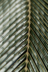 Palm tree leaf texture dark