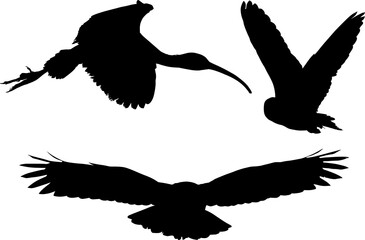 ave, silueta, aguilas, apresurado, vector, animal, , buho