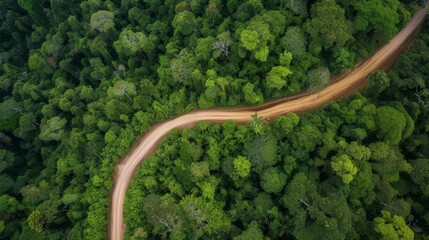 Golden sandy coloured logger's  road cut through a, serene untouched rainforest. A visual journey into the heart of conservation and biodiversity, captured in every lush detail