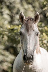 Obraz na płótnie Canvas Beautiful grey white horse pony in Costa Rica tight to a rope