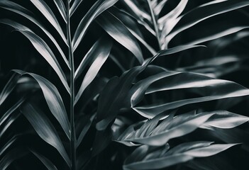 Textures of abstract black leaves for tropical leaf background Flat lay dark nature concept tropical - obrazy, fototapety, plakaty