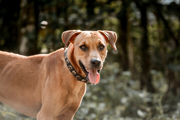 Beautiful light brown dog with light and pretty eyes