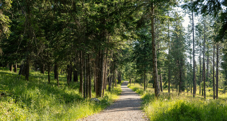 Sylvan Serenity: A Daylight Stroll Through Nature's Green Haven