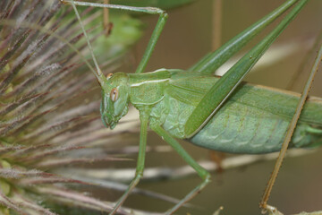 Closeup on a mediterranean Lily Bush-cricket, Tylopsis lilifolia sitting in the vegetation