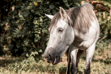 Obraz na płótnie Canvas Beautiful grey white horse pony in Costa Rica tight to a rope