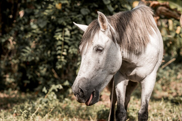 Obraz premium Beautiful grey white horse pony in Costa Rica tight to a rope