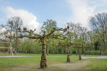 Platanus family Platanaceae or Plane tree. Spring pruning of trees in a walking park