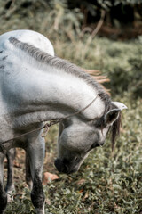 Fototapeta premium Beautiful grey white horse pony in Costa Rica tight to a rope