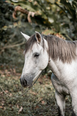 Obraz premium Beautiful grey white horse pony in Costa Rica tight to a rope