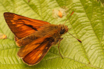 Closeup on a European Large skipper butterfly ,Ochlodes sylvanus sitting on a green leaf