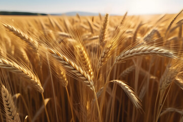 golden wheat field. 