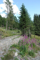 Closeup on an aggregation of Purple foxglove wildflowers, Digitalis purpurea growing at an Austrian mountain roadside