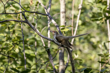 Fototapeta premium The yellow-billed cuckoo (Coccyzus americanus)