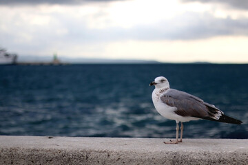 Seagull standing on the rock by the sea. Selective focus.