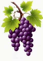 Childrens Illustration Of Purple Grapes On A Grapevine, White Background (Png)