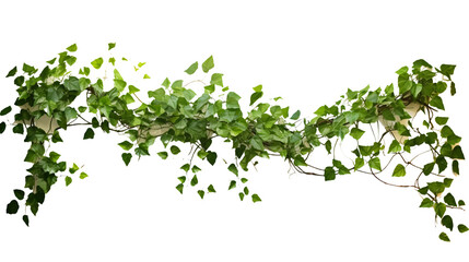 Climbing plant on white background: botanical composition of lush vine foliage in detailed close-up