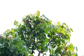 A Tropical tree with leaves branches and raw fruits on white isolated background for green foliage backdrop 