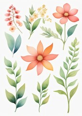 Watercolor Illustration Of A Set Of Floral Elements Isolated On White Background