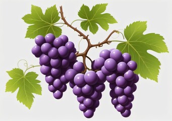 Fototapeta premium Childrens Illustration Of Purple Grapes On A Grapevine, White Background (Png)