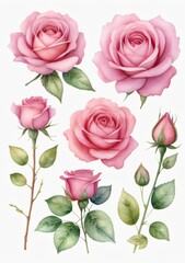 Watercolor Illustration Of A Set Of Watercolor Elements Of Pink Roses Isolated On White Background