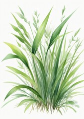 Fototapeta premium Watercolor Illustration Of Grass Isolated On White Background