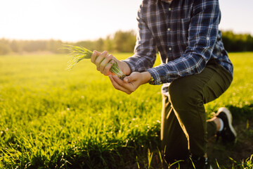 Young wheat green sprout in the hands of a farmer. Checking wheat field progress. Business,...