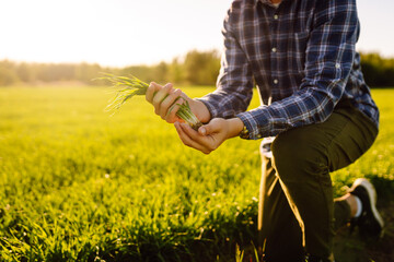Young wheat green sprout in the hands of a farmer. Checking wheat field progress. Business,...