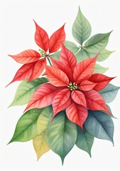 Watercolor Illustration Of A Poinsettia Plant Isolated On White Background