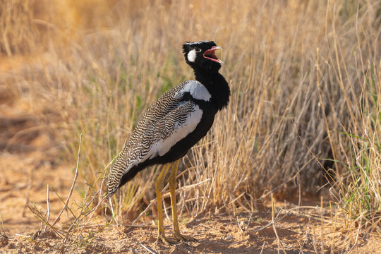 Northern black korhaan, white-quilled bustard - Afrotis afraoides male calling on ground with dried yellow grass in background. Photo from Kgalagadi Transfrontier Park in South Africa.