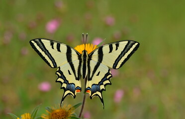  Papilio alexanor 978