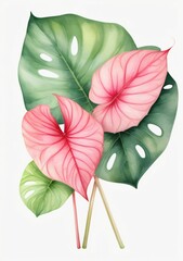 Watercolor Illustration Of Pink Caladium And Green Palm Leaf Isolated On White Background