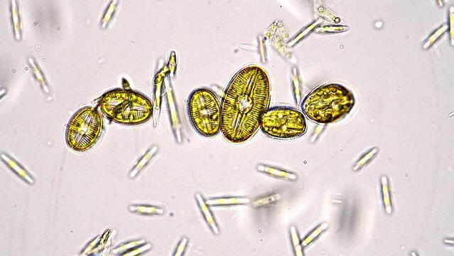 Japanese diatoms under the microscope. Brightfield, 400x magnification.