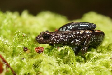 Closeup on a rather skinny, rare and endangered Oregon slender salamander, Batrachoseps wrighti sitting in moss in Columbia river Gorge, Oregon