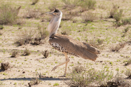 Kori bustard - Ardeotis kori on ground. Photo from Kgalagadi Transfrontier Park in South Africa. Kori bastard is the largest flying bird.	