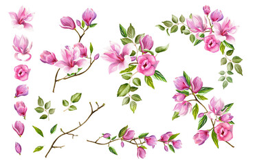 Watercolor floral illustration with blooming pink magnolia flowers and branches isolated on transparent background. Spring flowers for invitation, wedding or greeting cards.	