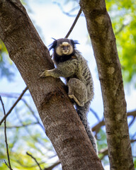 The monkey on the tree. The Black-tufted marmoset also know as Mico-estrela is a typical monkey from central Brazil. Species Callithrix penicillata. Animal lover.