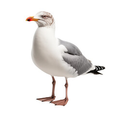 Fototapeta premium Close up of a seagull Isolated on Transparent and white Background. Generative ai