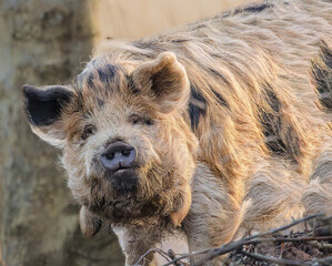 Portrait of a Kune kune, Sus scrofa domesticus, with cream-colored long hairy coat