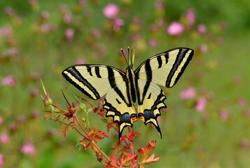  Papilio alexanor 979