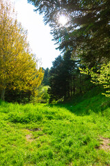 Fototapeta na wymiar Forest view with trees and direct sunlight.